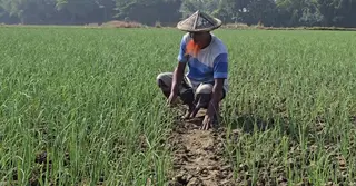 ফরিদপুরে মুড়িকাটা পেঁয়াজ উৎপাদনে ব্যস্ত চাষিরা, লাভ নিয়ে শঙ্কায়